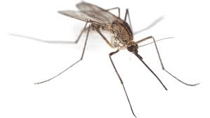 Picture: mosquito.  Click the picture to take you to the Wenzi Book.