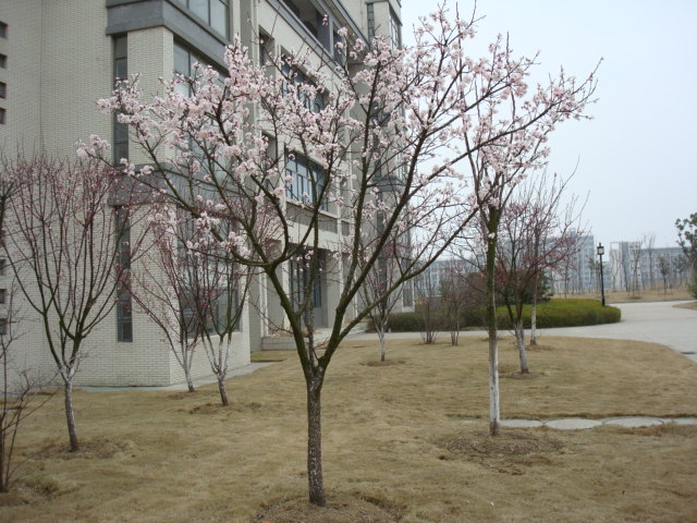 Cherry trees blooming at Jiangnan University,  Wuxi,  China