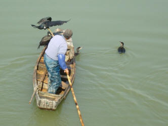 Bird on a pole.  A cormorant fisher on the canals of Jiangnan University,  Wuxi,  China.