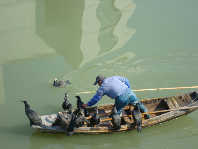 Boat full of birds.  A cormorant fisher on the canals of Jiangnan University,  Wuxi,  China.
