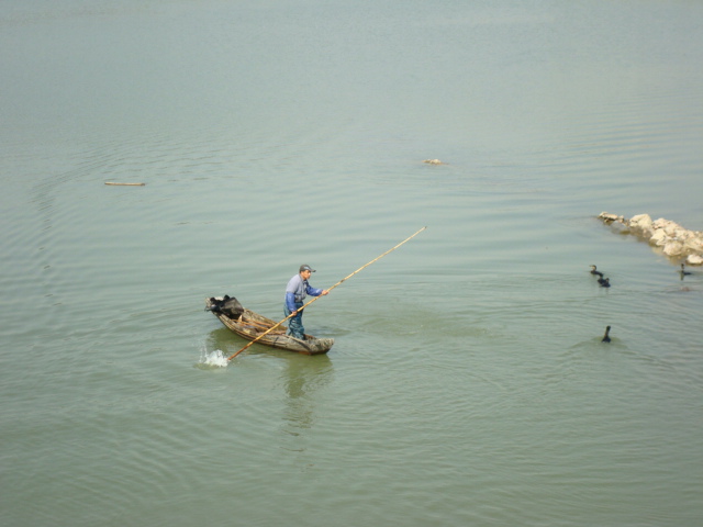 Calling a bird back to the boat.  A cormorant fisher on the canals of Jiangnan University,  Wuxi,  China.