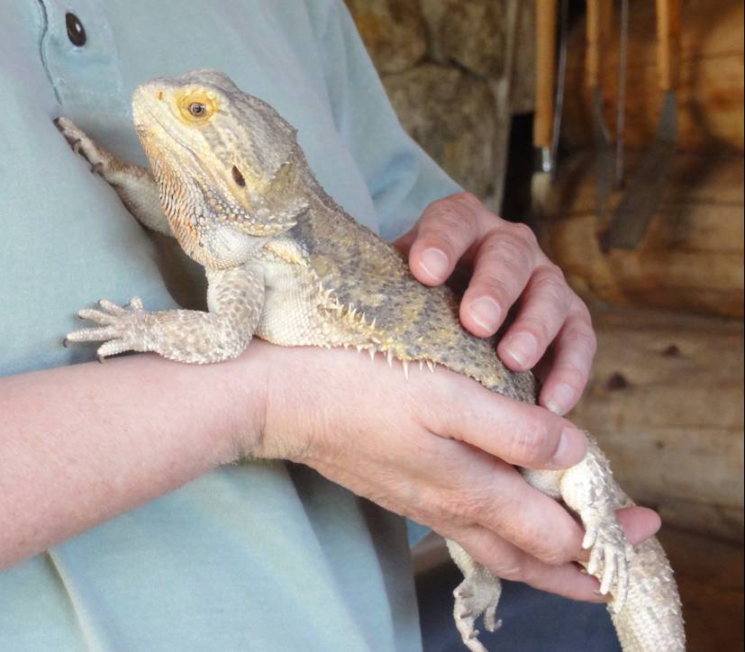 Picture:  a bearded dragon, the family pet.  Saltspring Island, B.C., Canada