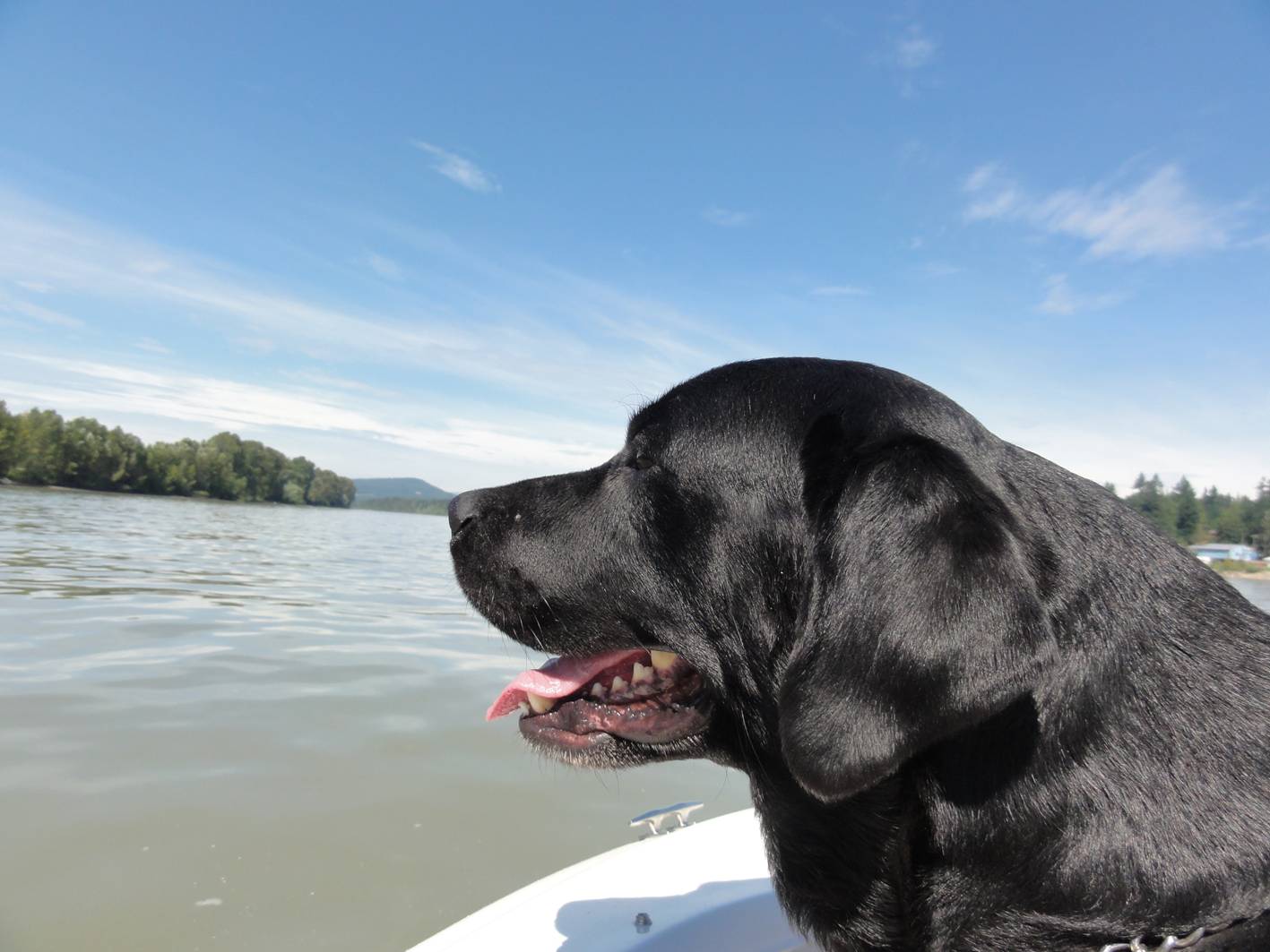 Picture:  Axel the boat dog.  Fraser River, B.C., Canada
