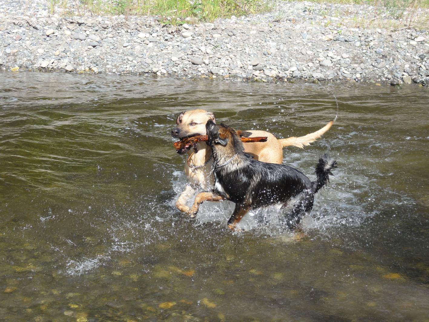 Picture:  Colleen and Jerry's dogs romp in the river.  Williams Lake, B.C., Canada
