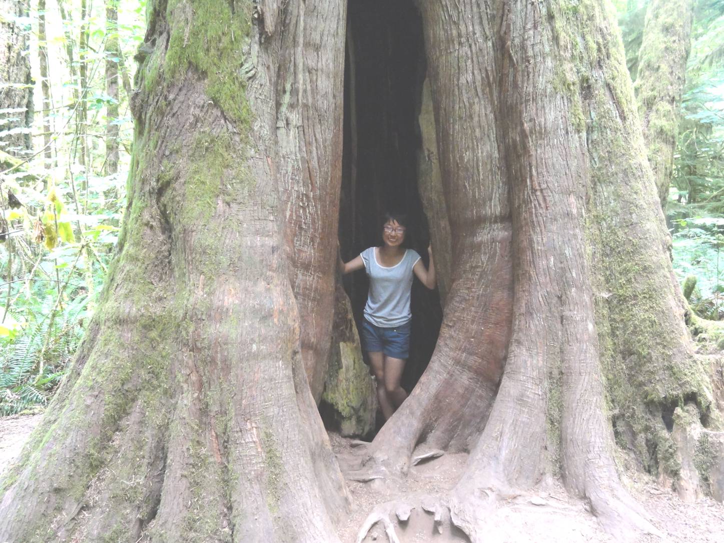 Picture:  This tree eats Chinese women.  Cathedral Grove, B.C., Canada