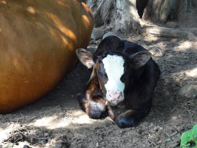 Picture:  a three hour old bull calf on Martin and Reta's place, Maple Ridge, B.C.