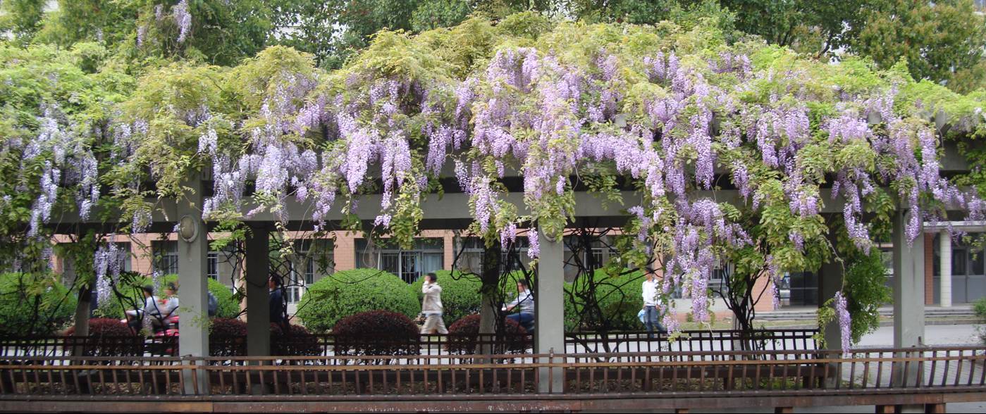 Picture:  Lilac trees line the canal on the Jiangnan University campus.  It's really beautiful here this time of year.  Jiangnan University, Wuxi, China