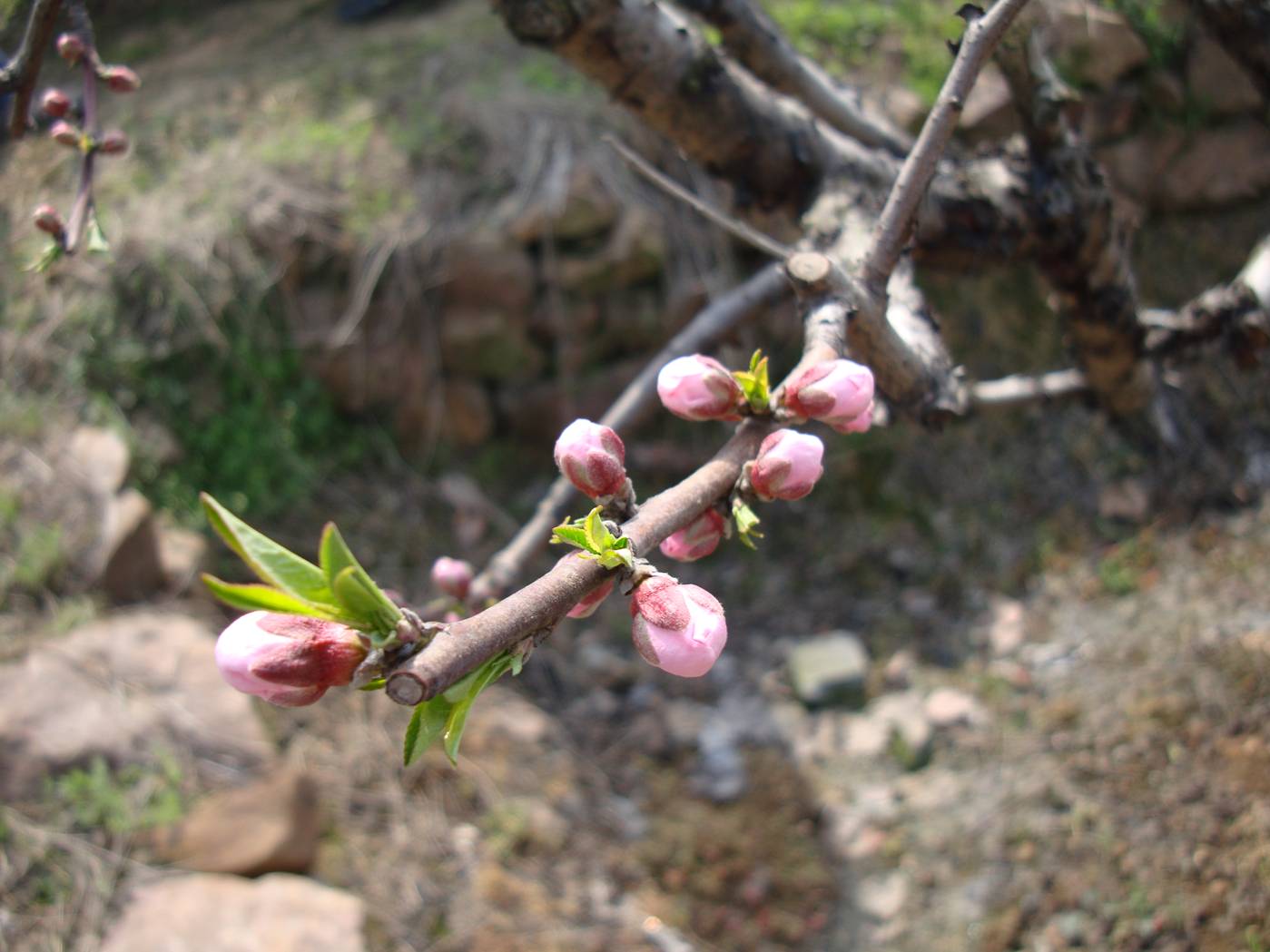 Picture:  Bursting peach blossoms, not yet out in all their glory.  Yang Shan, Wuxi, China
