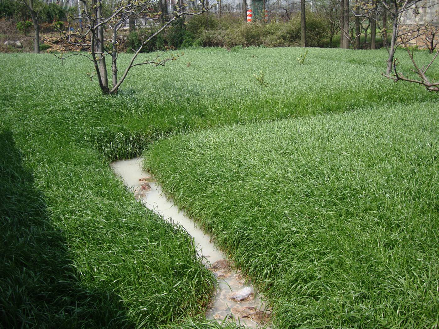 Picture:  The water in this ditch looks disgusting, but it's just runoff from processing the rice.  Yang Shan, Wuxi, China