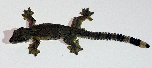 Picture:  One of several geckoes that gambolled about on the villa walls.  Phuket Island, Thailand