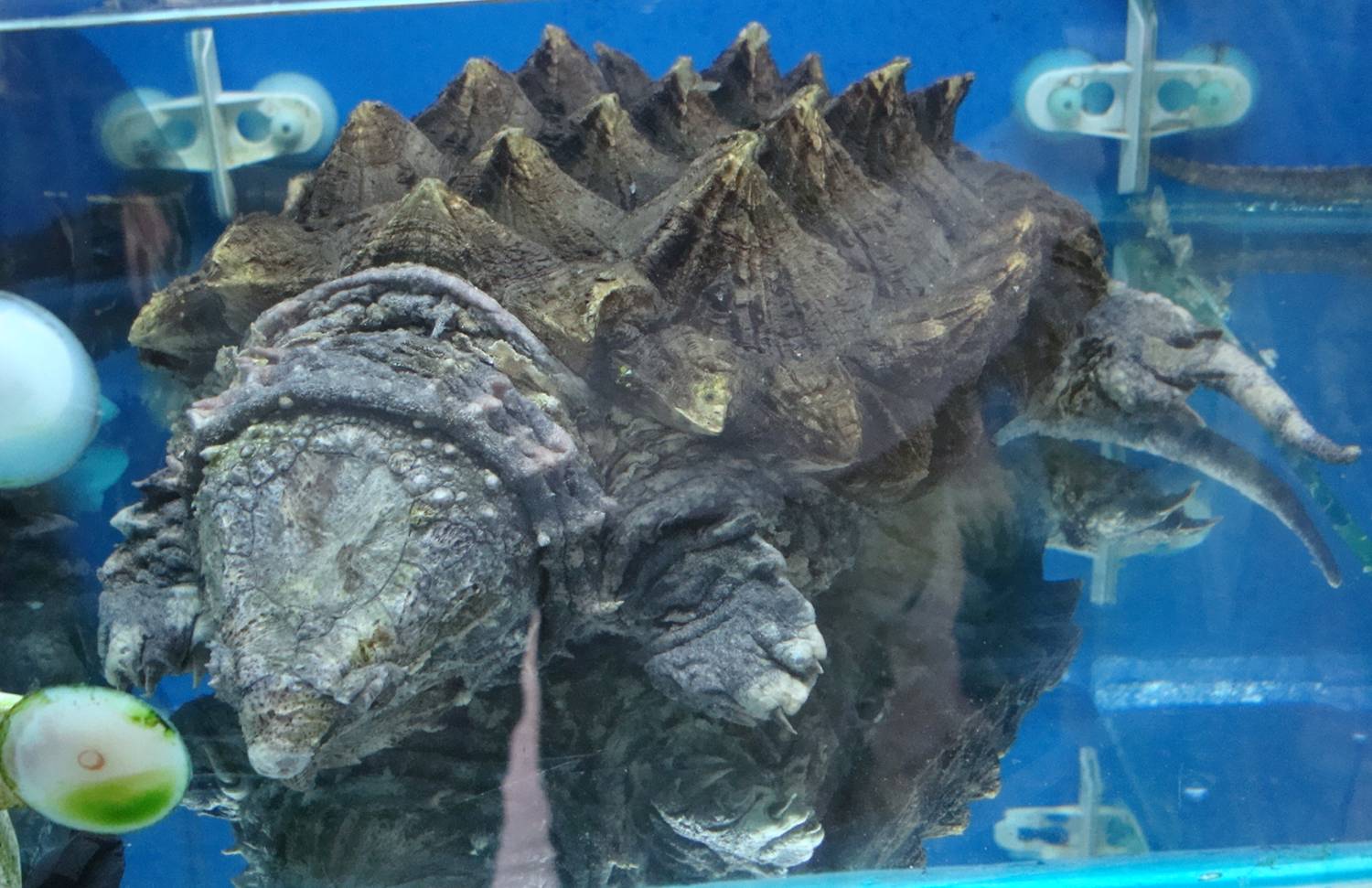 This prehistoric beast was not for sale.  Pet market in Shanghai, China 