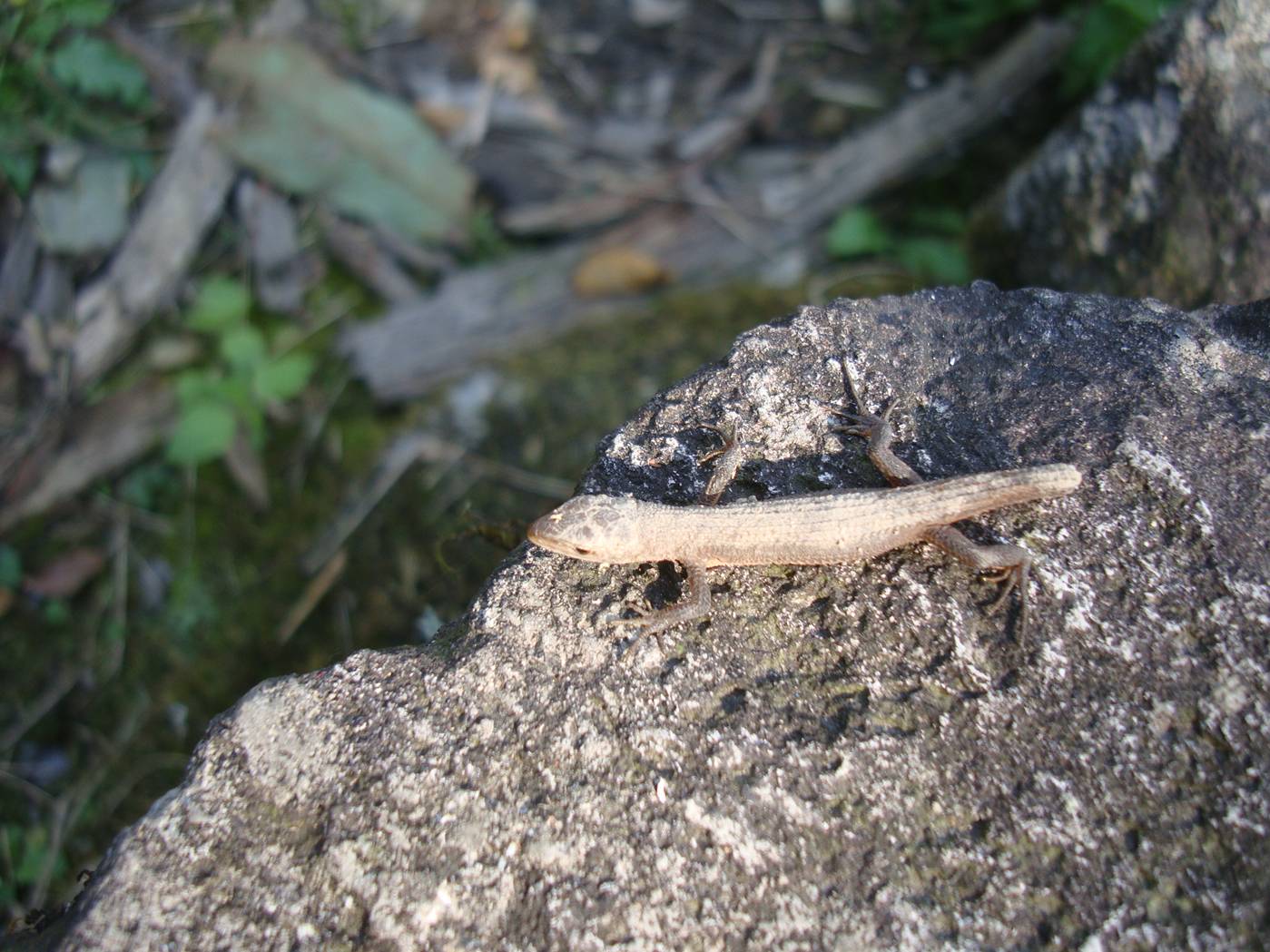 Picture:  A three inch lizard basking on a rock beside the path to the headwaters of Lake Tai, Zhejiang Province, China