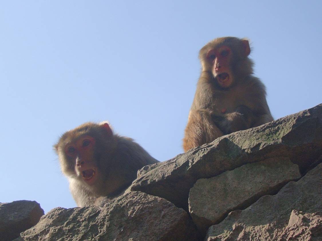 Picture:  Monkeypair with infant show their alarm face.  On the path to the headwaters of Lake Tai, Zhejiang Province, China
