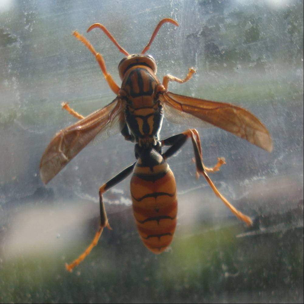 Picture: A beautifully decorated wasp beats against a window at Jiangnan University, Wuxi, China