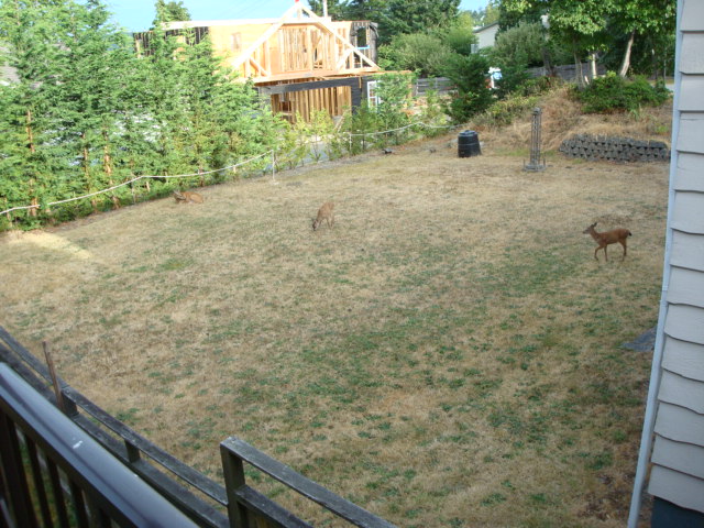 Deer in suburbia,  Nanaimo, B.C.