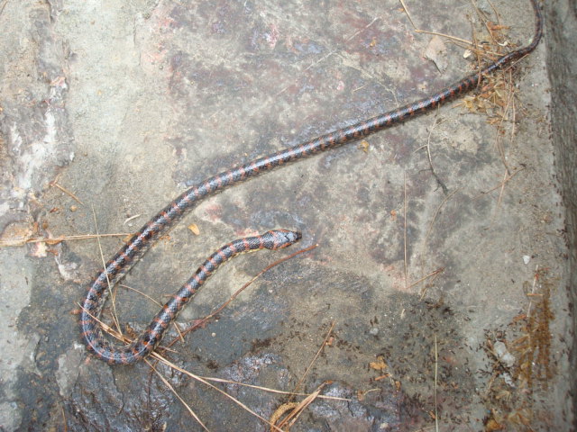 Nanjing Park dead snake
