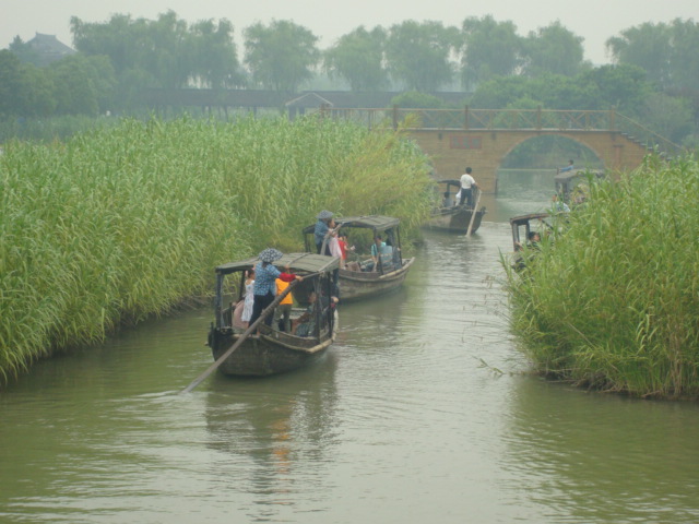 boats tale tpirosts through the reeds,  Shanghu Lake,  Jiangsu,  China